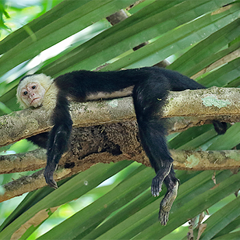 White-faced Capuchin