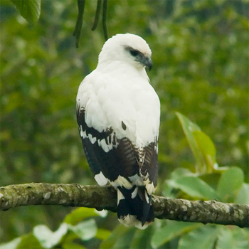 White Hawk