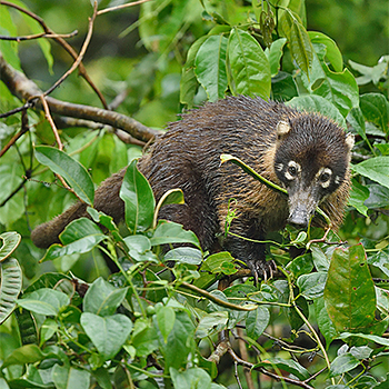 White-nosed Coati