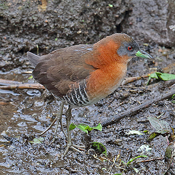 White-throated Crake