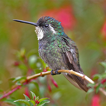 White-throated Mountain-gem