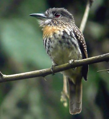 White-whiskered Puffbird