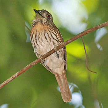 White-whiskered Puffbird