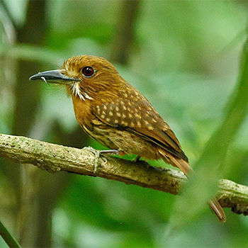 White-whiskered Puffbird