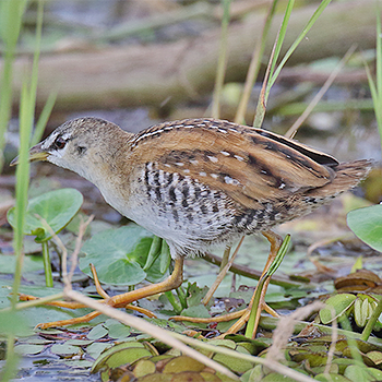 Yellow-breasted Crake