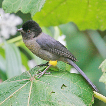 Yellow-thighed Finch