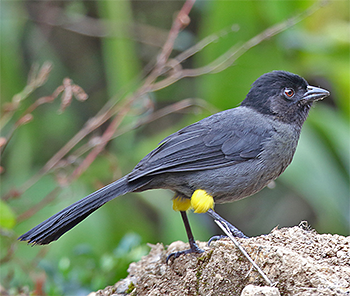 Yellow-thighed Finch