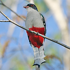 Cuban Trogon
