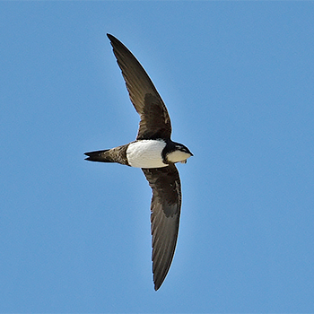 Alpine Swift