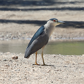 Black-crowned Night-heron