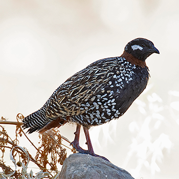 Black Francolin