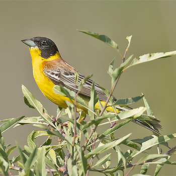Black-headed Bunting
