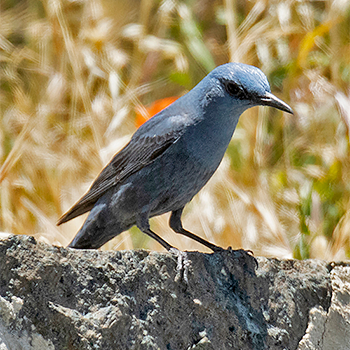 Blue Rock-thrush