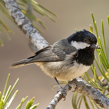 Coal Tit (<em>cypriotes</em>)
