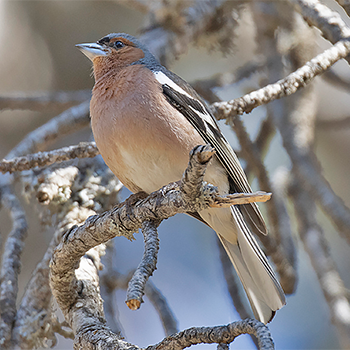 Common Chaffinch (<em>syriaca</em>)