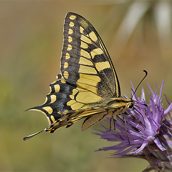 Continental Swallowtail