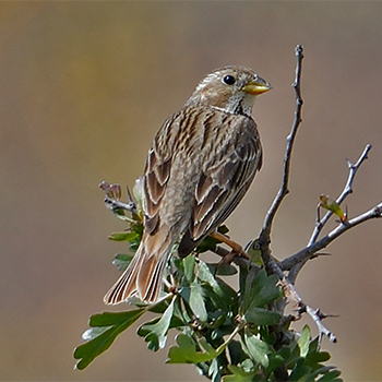 Corn Bunting