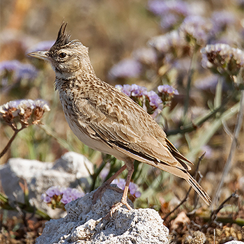 Crested Lark (<em>cypriaca</em>)