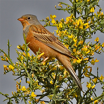 Cretzschmar's Bunting