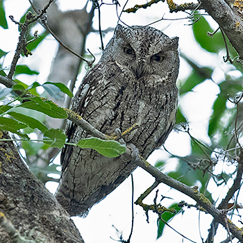 Cyprus Scops-owl