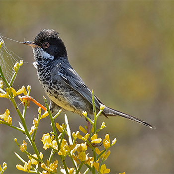 Cyprus Warbler