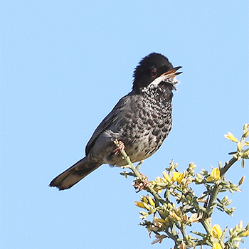 Cyprus Warbler