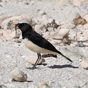 Cyprus Wheatear