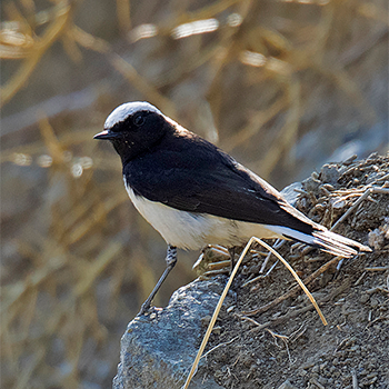 Cyprus Wheatear