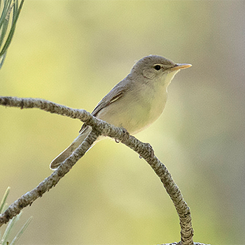 Eastern Olivaceous Warbler