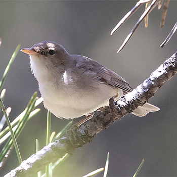 Eastern Olivaceous Warbler