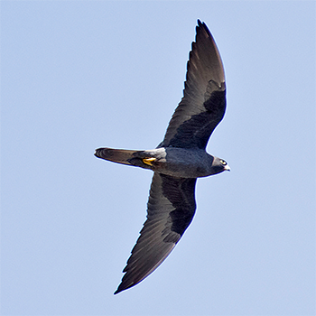 Eleonora's Falcon