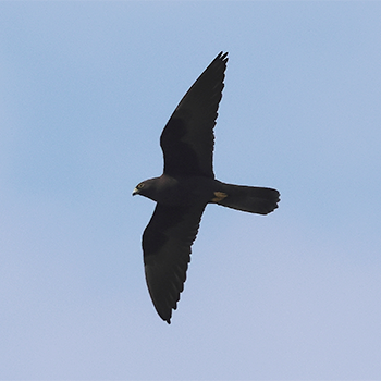Eleonora's Falcon