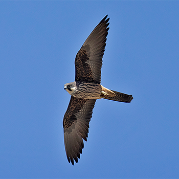 Eleonora's Falcon