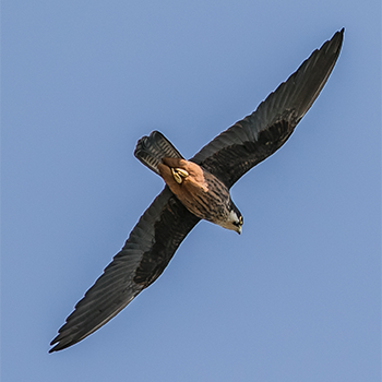 Eleonora's Falcon