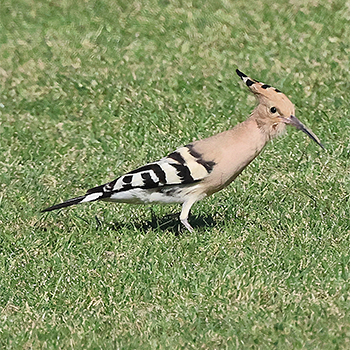 Eurasian Hoopoe