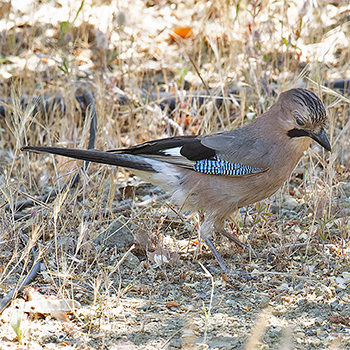 Eurasian Jay (<em>glaszneri</em>)