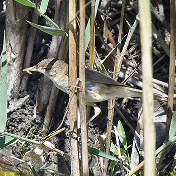 Eurasian Reed Warbler (<em>fuscus</em>)