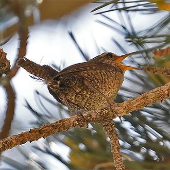 Eurasian Wren (<em>cypriotes</em>)