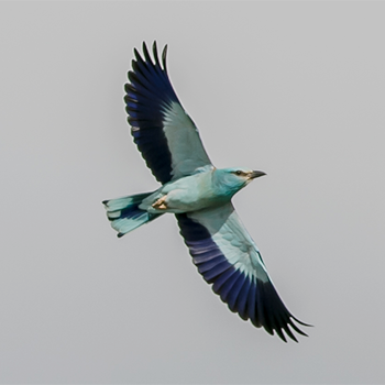 European Roller