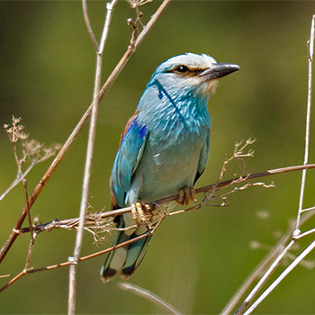 European Roller