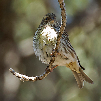 European Serin