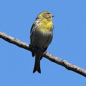 European Serin