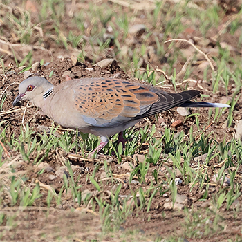 European Turtle Dove