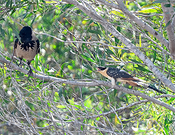 Great Spotted Cuckoo and Hooded Crow