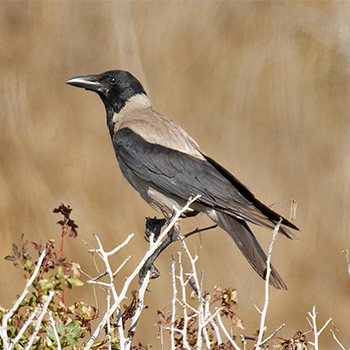 Hooded Crow