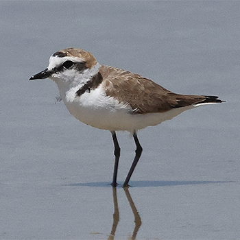 Kentish Plover