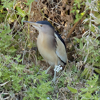 Little Bittern