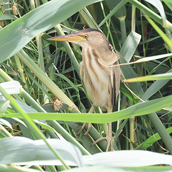 Little Bittern