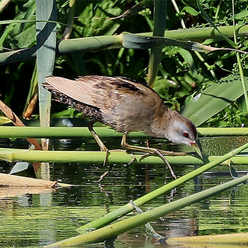 Little Crake