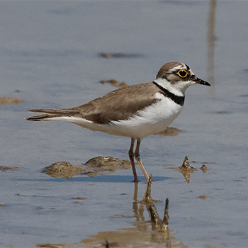 Little Ringed Plover